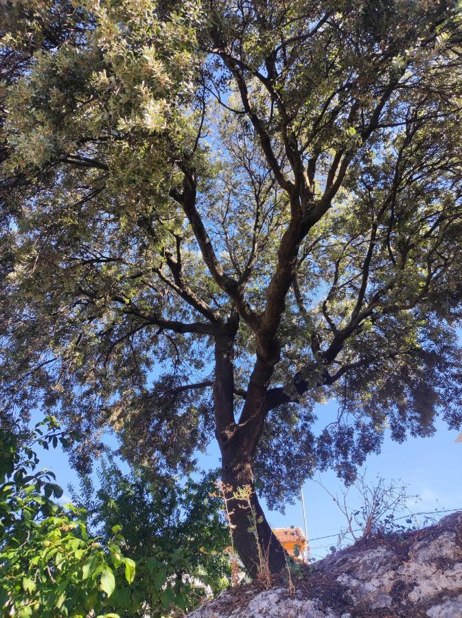 Alojamiento Rural Huerta Mandre Cuevas del Becerro Bagian luar foto